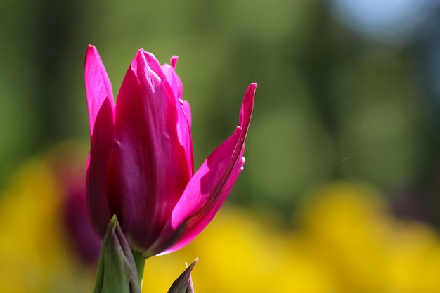 Closeup of a soft pink tulip in the counter light