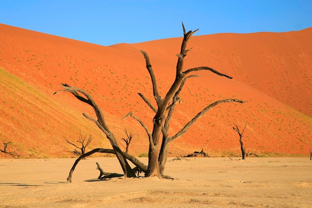 Closeup of Sossusvlei desert Namibia