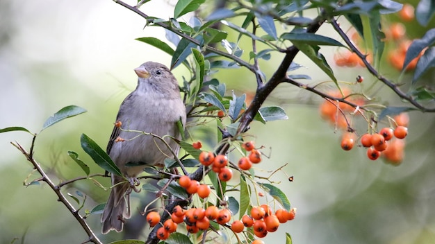 Closeup of a sparrow perched on the sea buckthorn branch