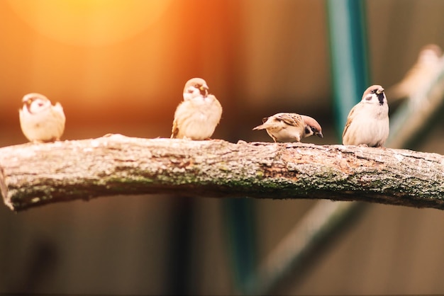Foto closeup un passero si siede su un uccello passero di una filiale della città