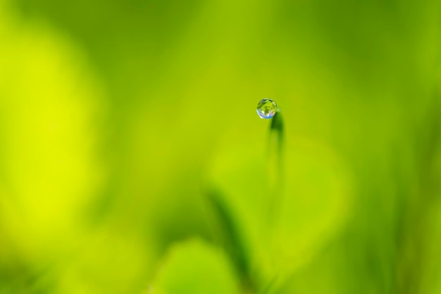 A closeup of a spectacular and isolated drop of water transparent sphere on a green leaf of a wild plant horizontal image with blurred natural background nature macro photography with copy space