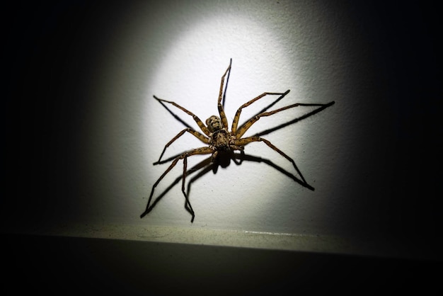 Closeup of a spider on a wall under the sunlight