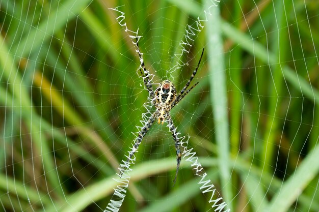 Photo closeup of spider on the web