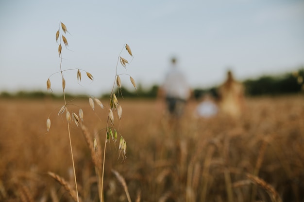 closeup of spikelets on a wheat field with a family walking in the background