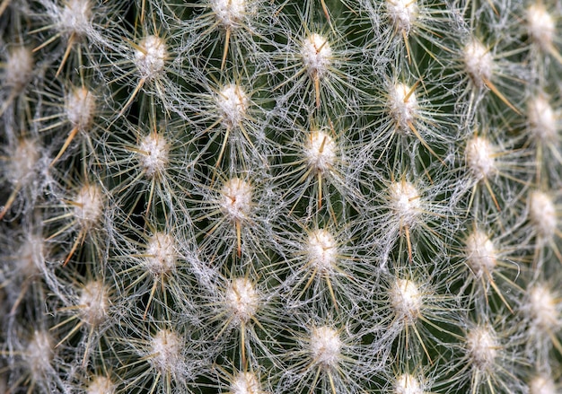 Closeup of spines on cactus