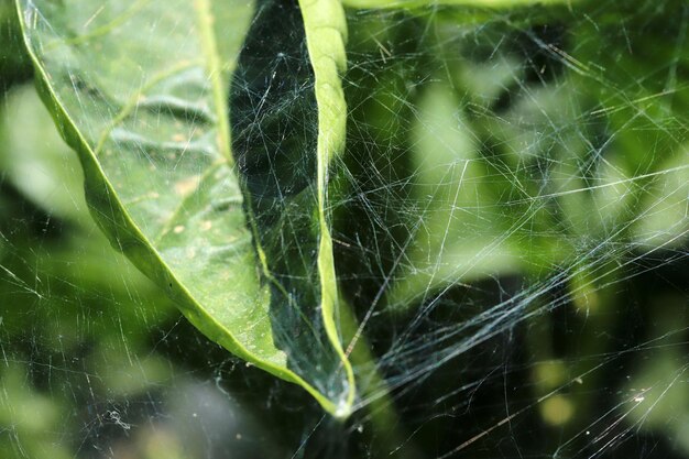 Closeup spinnenweb Natuur achtergrond