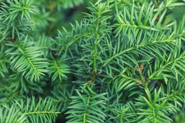 とげのある緑のローズマリーの植物のクローズアップ