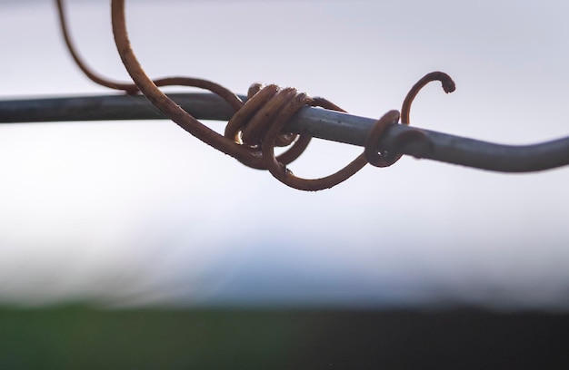 Photo closeup of the spiral stems of a creeper or vine coiled over a chain link fence