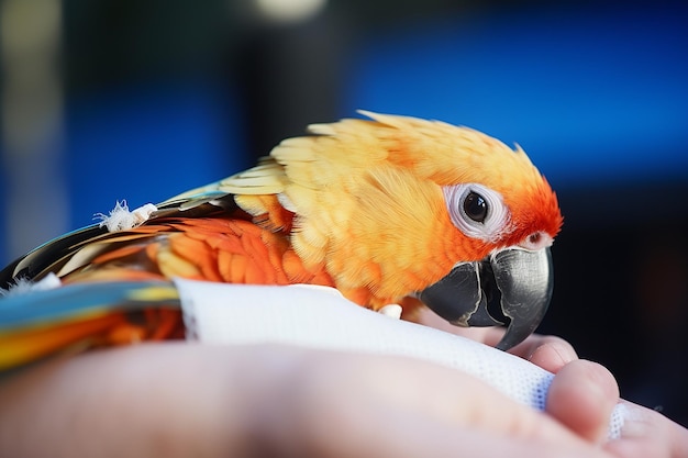 Closeup of a splint stabilizing a pet bird's leg