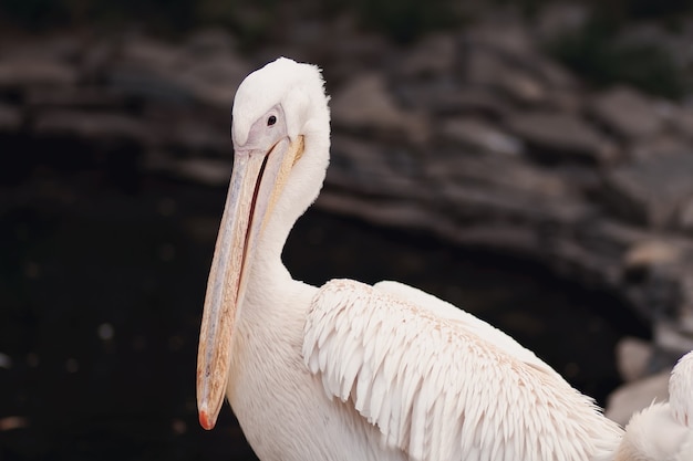 クローズアップホシバシペリカン鳥