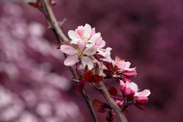 봄 사과 꽃의 근접 촬영 malus 풍부 crabapple 핑크 꽃 근접 촬영 개화 crabapple...