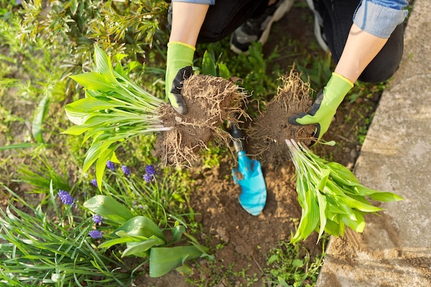 Closeup of spring dividing and planting bush of hosta plant in ground hands of gardener in gloves with shovel working with hosta flower bed landscaping backyard