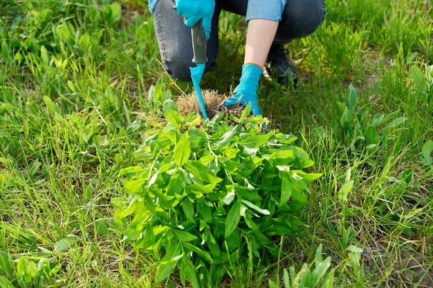 Closeup of spring dividing and planting bush of phlox paniculata plant