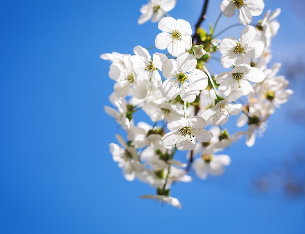 Closeup of spring flowers of blooming tree