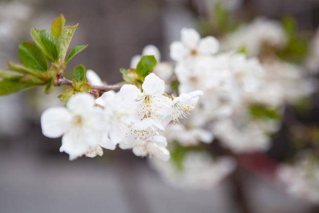 果樹園の春のパステルブルーの花のクローズアップ