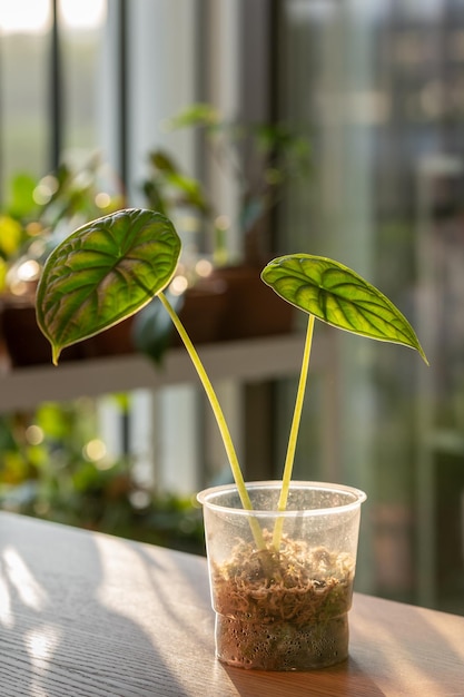 Closeup of sprout alocasia baginda dragon scale cuttings with roots in plastic cup with moss