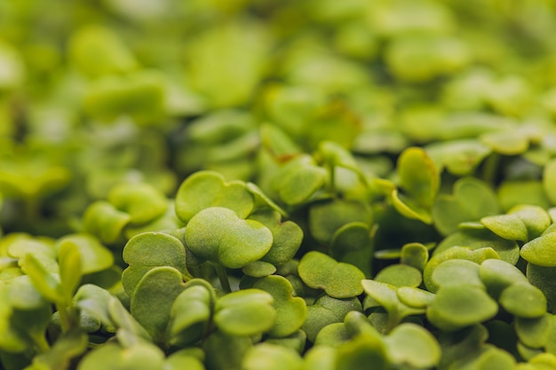 Closeup of sprouted arugula healthy lifestyle food microgreens