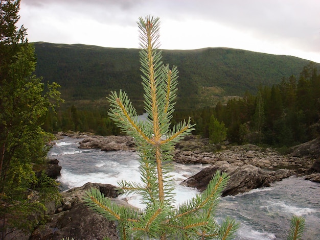 Closeup on the spruse against the backdrop of the mountain and river Norway