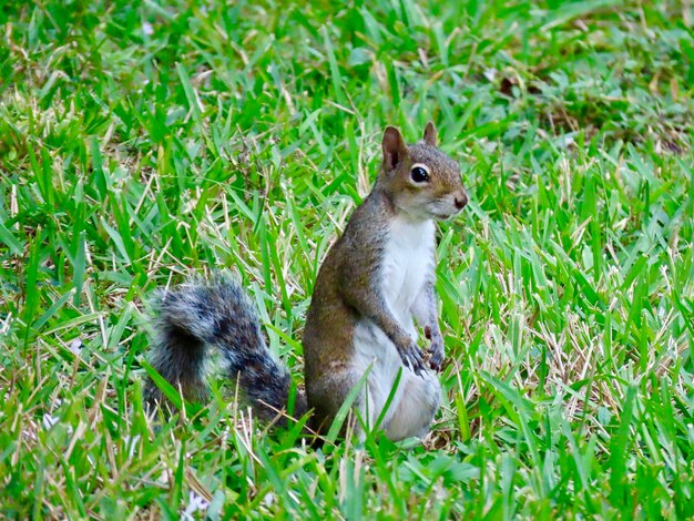 Closeup of a squirrel in the grass