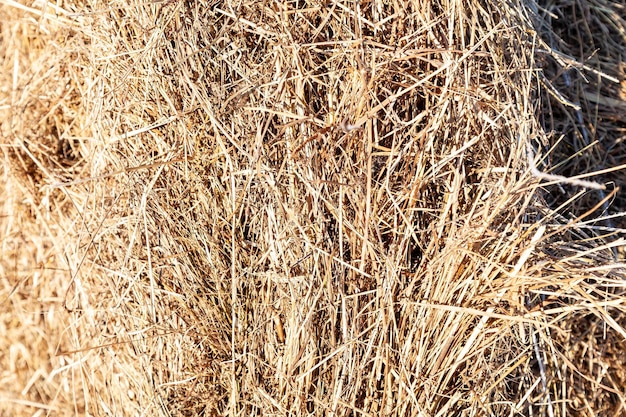 Photo closeup on stalks of dry hay piled in stacks for feeding farm animals in the winter time when they cannot graze in meadows and eat grass