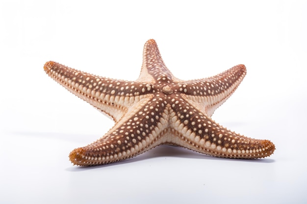 a closeup of a starfish with a white backdrop and it in the foreground