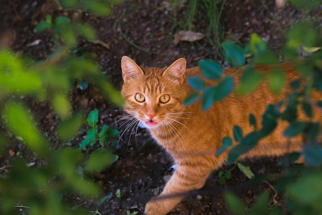 茂みの中のびっくりした猫のクローズアップ