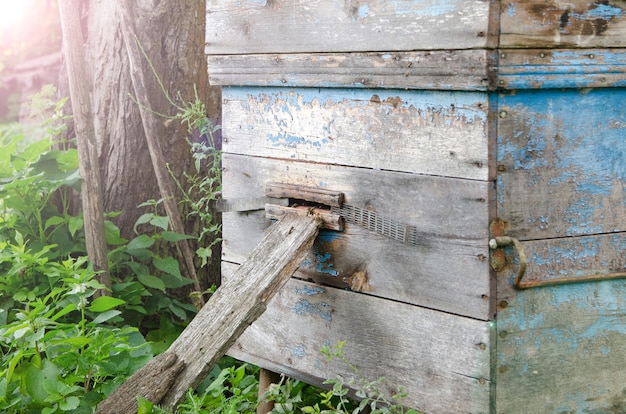 Closeup of a starwy  hive with  bees