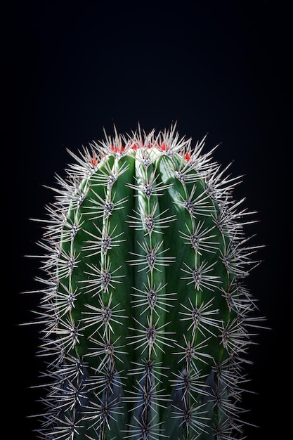 Closeup stekelige cactus op zwarte achtergrond