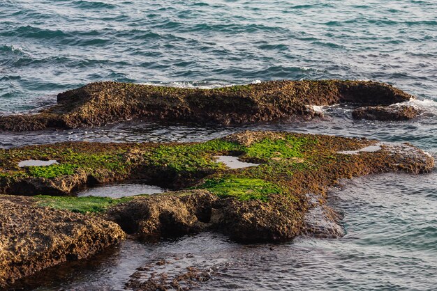 Морской берег крупного плана каменный с огромным количеством зеленых водорослей