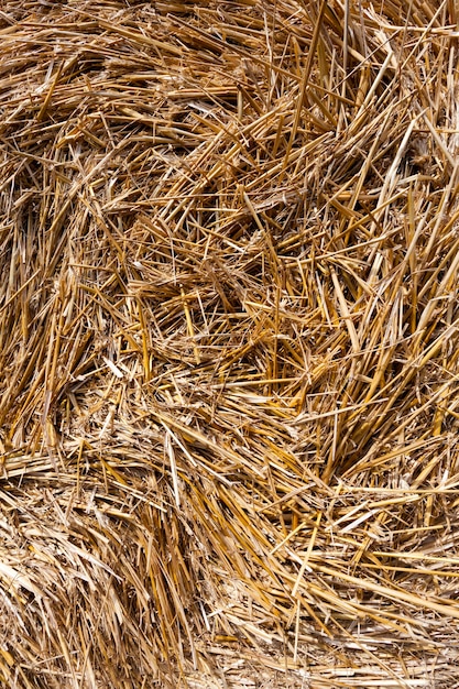 Closeup of straw after the wheat harvest, an agricultural field