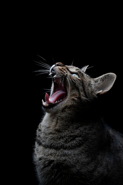 Closeup of striped gray stray cat with open mouth on a black background yawning Vertical photo