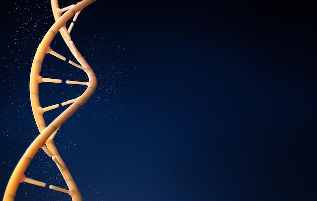 Closeup of the structure of human dna