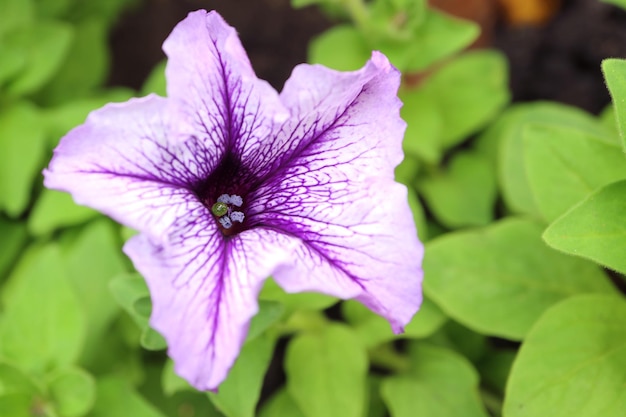 Foto primo piano di una splendida petunia blu di papà grandiflora tra il fogliame verde