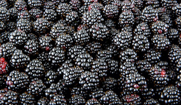 A closeup of succulent blackberry clusters