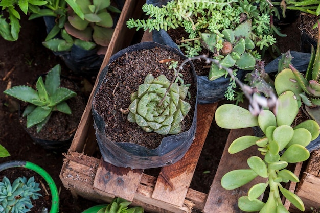 근접 촬영 즙이 많은 블루 스타 echeveria 식물 판매 준비가 플라스틱 용기에