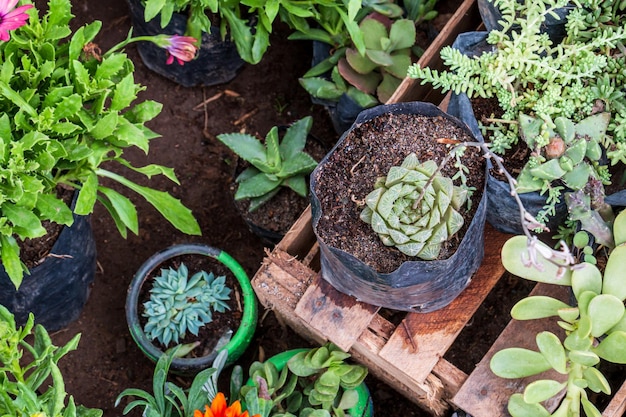 근접 촬영 즙이 많은 블루 스타 echeveria 식물 판매 준비가 플라스틱 용기에