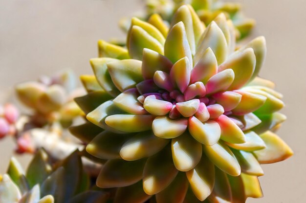 Closeup succulent green plant cactus echeveria