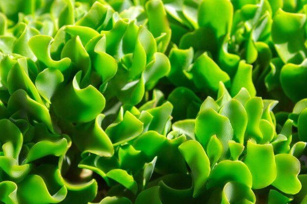 closeup succulent green plant cactus echeveria