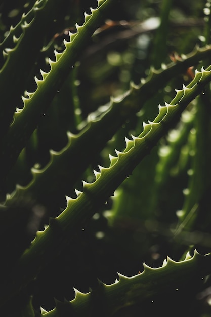 Foto primo piano di piante grasse con punte acuminate