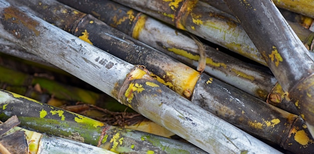 Closeup of sugar cane pack