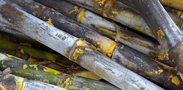 Primo piano del pacchetto di canna da zucchero