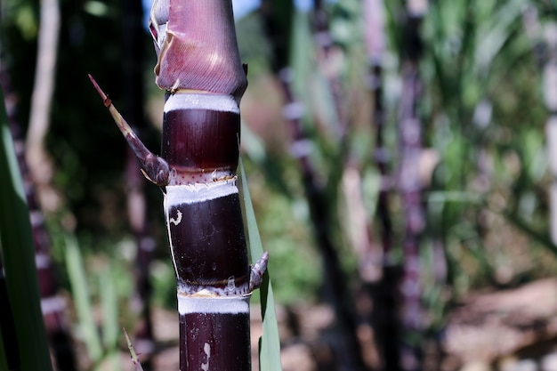 Closeup of sugarcane plants in growth at field