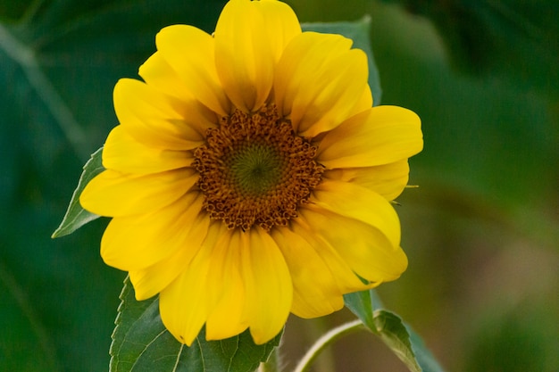 Photo closeup of sunflower on farm or meadow.