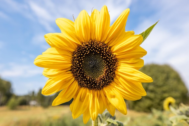 Closeup Sunflower in the field basking in the sun