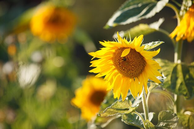 晴れた夏の日に庭で蜂と大きなひまわりとフィールドでひまわりのクローズアップ