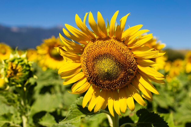 Closeup of a sunflower flower and a bee on an agriculture field on a sunny day