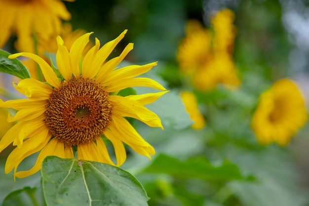 Closeup sunflower head during sunny day Field of sunflowers