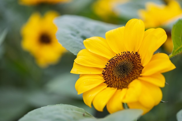 Closeup of sunflower in the wind in sunflowers field