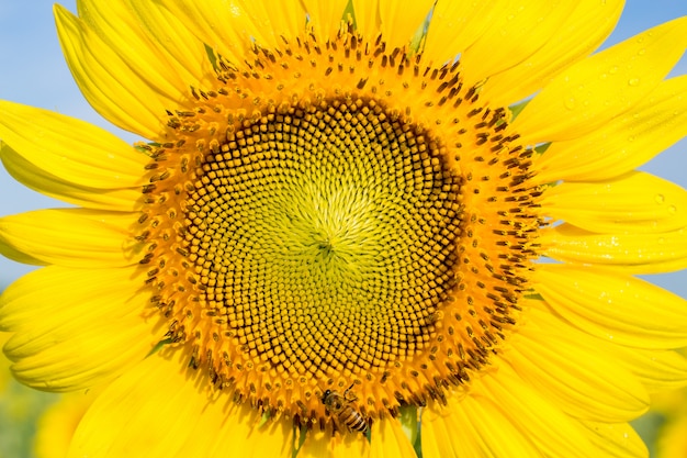 Closeup Sunflower with bee