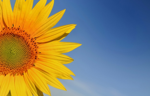 Closeup on a sunflower